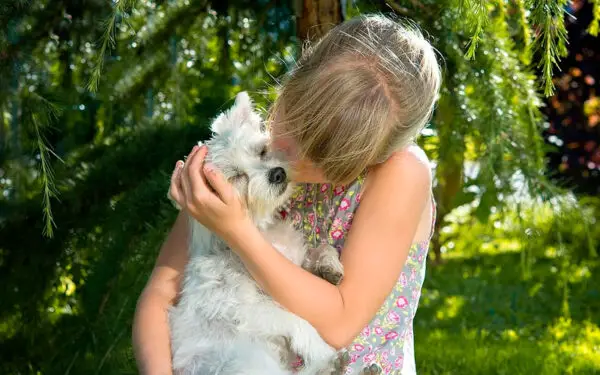 Fatos curiosos sobre os cachorros