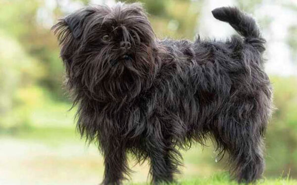 affenpinscher