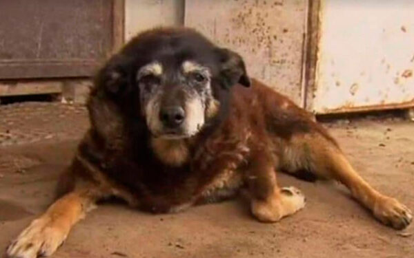 Fatos curiosos sobre os cachorros