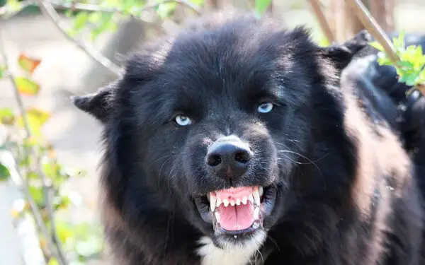 Fatos curiosos sobre os cachorros