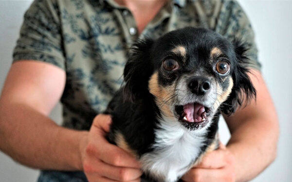 Fatos curiosos sobre os cachorros