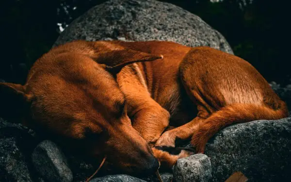 Fatos curiosos sobre os cachorros