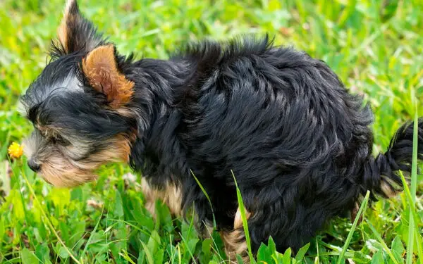 Fatos curiosos sobre os cachorros