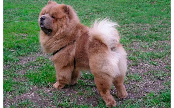 chow-chow