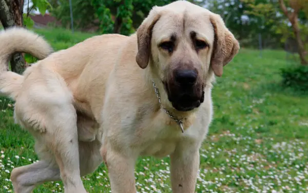 As raças de cães mais fortes e poderosas do mundo 