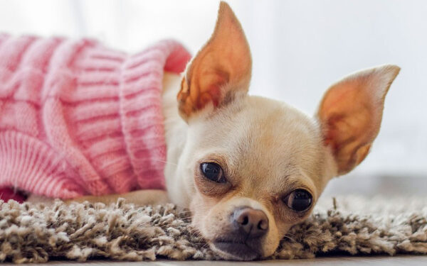 Fatos curiosos sobre os cachorros