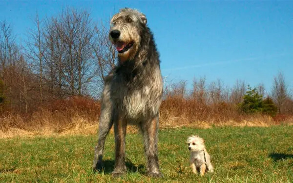 As raças de cães mais fortes e poderosas do mundo 