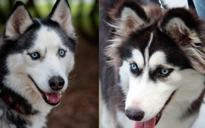 As-cores-dos-olhos-do-husky-siberiano