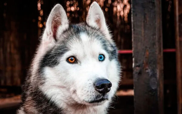 As cores dos olhos do husky siberiano