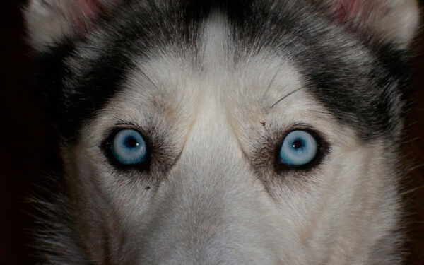 As cores dos olhos do husky siberiano