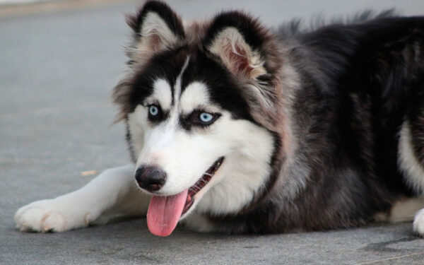 As cores dos olhos do husky siberiano