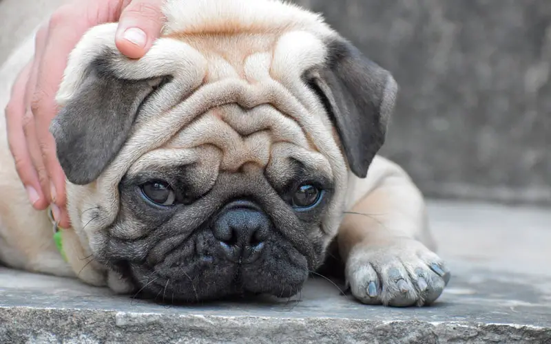 Buldogue francês ou pug: qual é o melhor para as famílias? Buldogue-francês-ou-pug-3