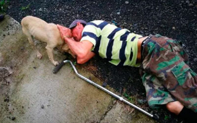 Cachorra leal para o trânsito para buscar ajuda para seu humano que está ferido