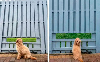 Cachorrinho está tão feliz com a janela na cerca que ganhou da sua família