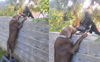 Cachorro ganha banquinho para ‘fofocar’ com os cães vizinhos