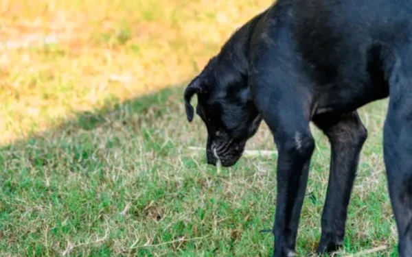 Cachorro vomitando espuma branca 