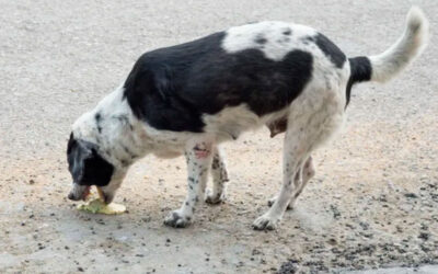 Cachorro vomitando espuma branca – O que pode ser?