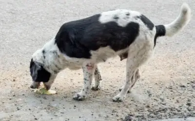 Cachorro vomitando espuma branca 