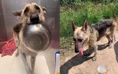 Cadela resgatada encontra um novo jeito adorável de pedir comida