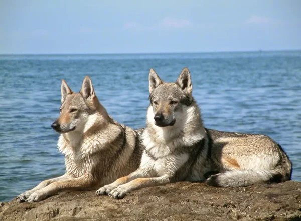 raças caninas em risco de extinção