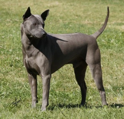 raças caninas em risco de extinção