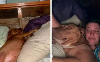 Casal acorda com um cachorro desconhecido na cama