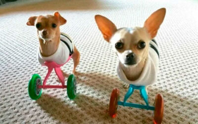 Chihuahuas nascem com duas patas cada, mas mostram toda sua felicidade