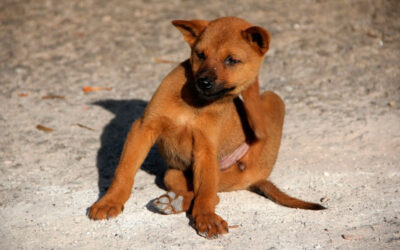 Como acabar com as pulgas do cachorro 