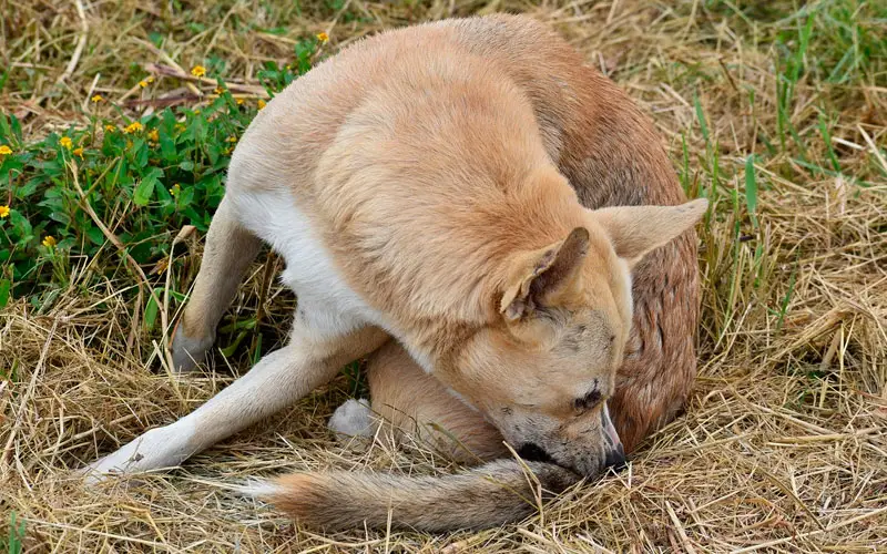 Como-acabar-com-as-pulgas-do-cachorro-3