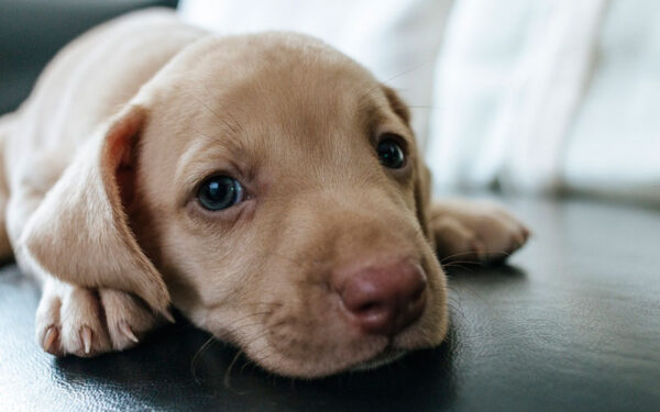 Como dar remédio para o cachorro 