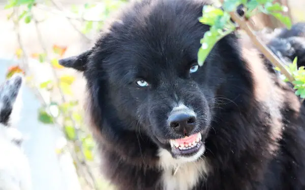 Como dar remédio para o cachorro 