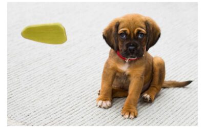 Como ensinar o cachorro a fazer xixi e cocô no lugar certo 