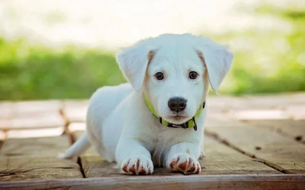 Como ensinar o cachorro a fazer xixi e cocô no lugar certo 