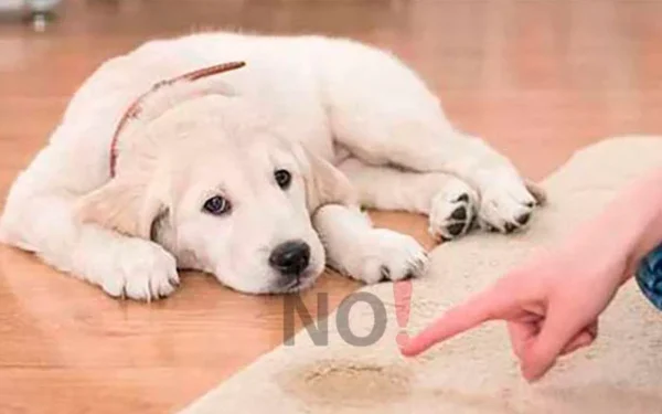 Como ensinar o cachorro a fazer xixi e cocô no lugar certo 