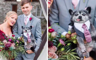 De terno e gravata, cão idoso faz sucesso como padrinho de casamento