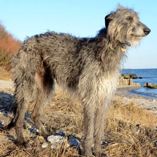 raças caninas em risco de extinção