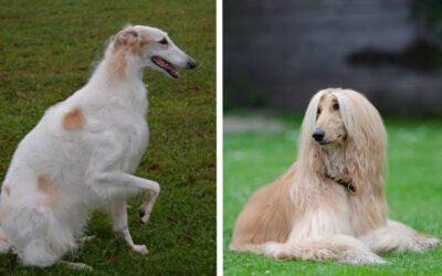 Diferenças entre o borzói e o afghan hound 