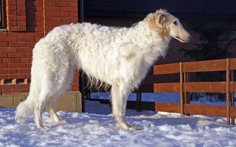 Diferenças entre o borzói e o afghan hound 