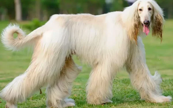 Diferenças-entre-o-borzói-e-o-afghan-hound-2