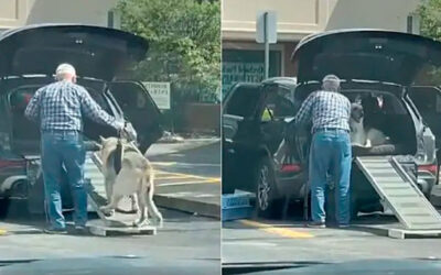 Homem constrói rampa para ajudar seu cachorro idoso a entrar no carro