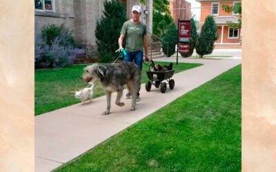 Homem não para de adotar cães idosos