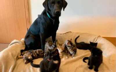 Labrador resgatado adota gatinhos órfãos
