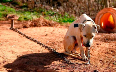 Lei proíbe deixar cachorros acorrentados e sempre presos