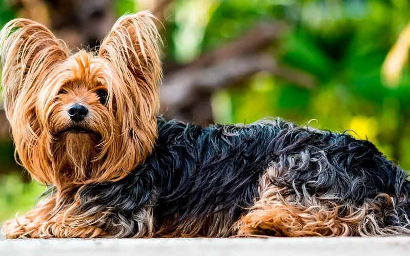 As 20 raças de cachorros mais queridas no Brasil O ranking das raças mais queridas no Brasil