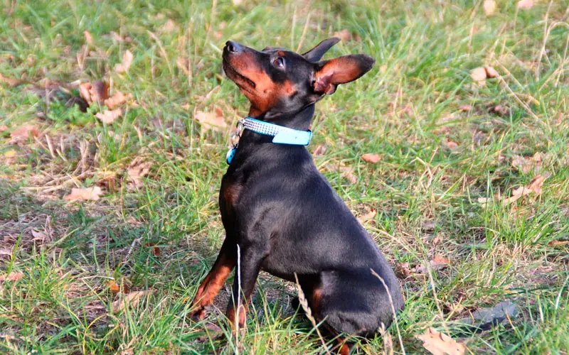 As 20 raças de cachorros mais queridas no Brasil O ranking das raças mais queridas no Brasil