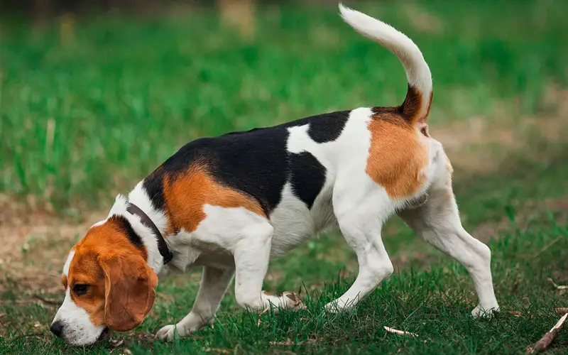 As 20 raças de cachorros mais queridas no Brasil O ranking das raças mais queridas no Brasil