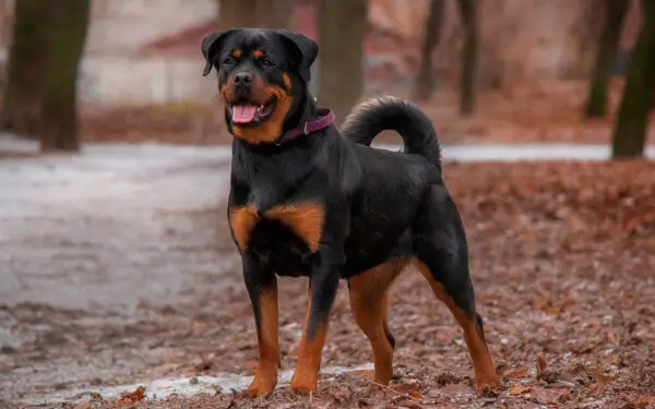 O ranking dos cachorros mais bravos e agressivos