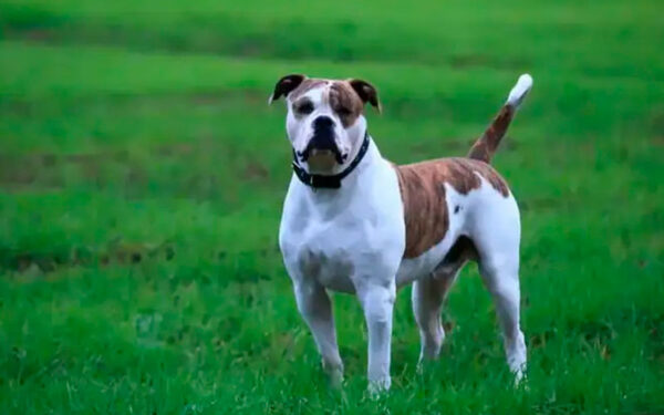 O ranking dos cachorros mais bravos e agressivos