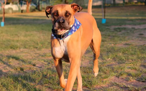  O ranking dos cachorros mais bravos e agressivos