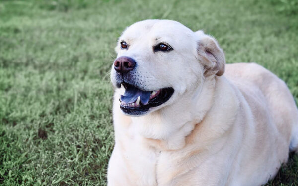 O ranking dos cachorros mais bravos e agressivos